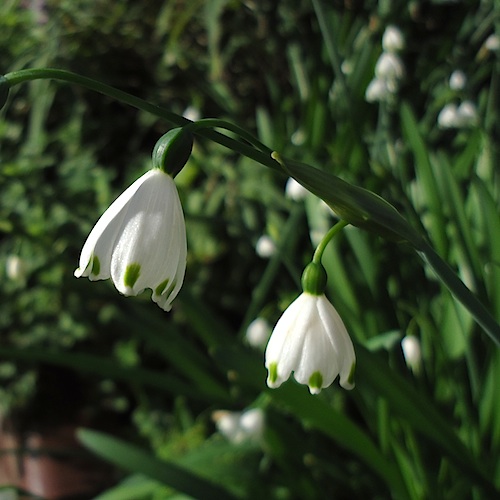 Theobrominated Wednesday wildflower onion weed