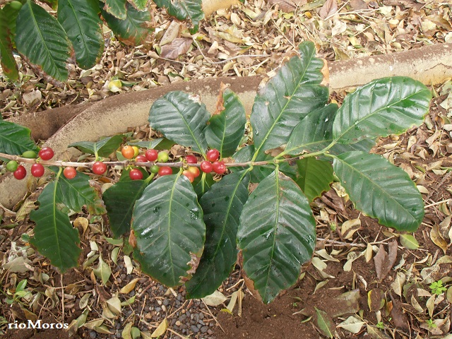 CAFÉ ARÁBICA Coffea arabica