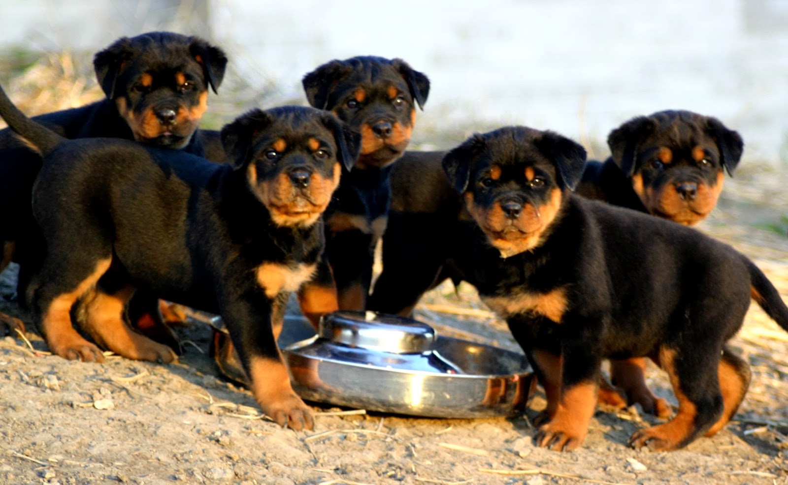 Rottweiler