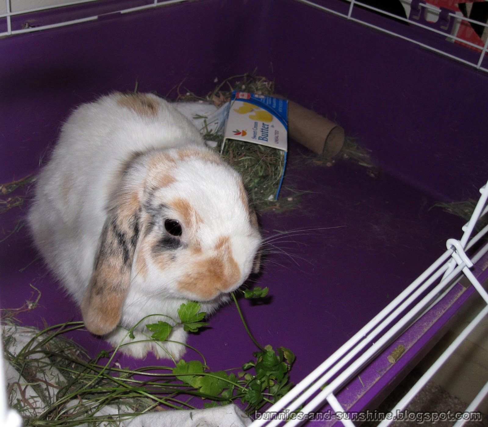 Bunnies and Sunshine Everybun does their part.
