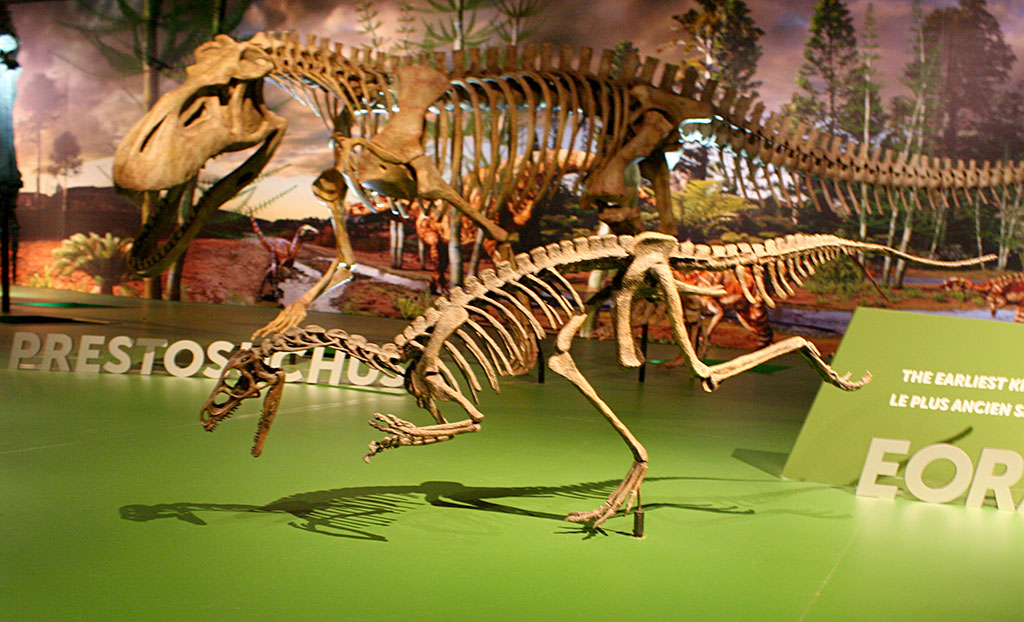 eoraptor fossil