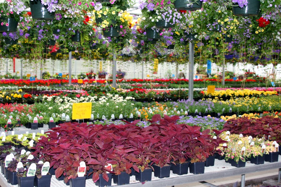 Green Thumb Greenhouse Annuals