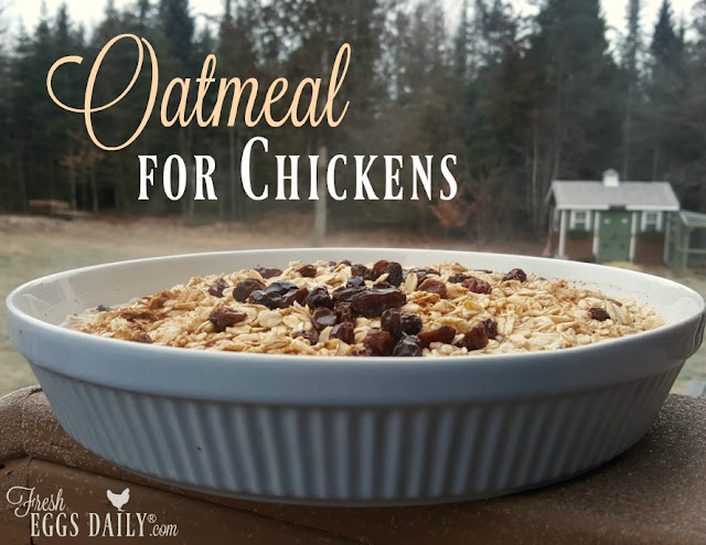 Oatmeal for chickens is a nutritious warming treat for a backyard flock Oatmeal, chickens, treat, treats for chickens, backyard chickens, homesteading