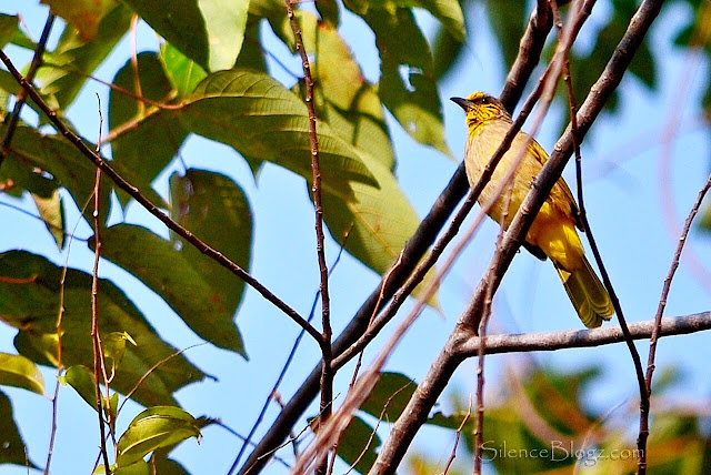 Meninjau Aktiviti Burung Di Kuala Kubu Baharu | Birding Activity Meninjau Aktiviti Burung Di Kuala Kubu Baharu | Birding Activity