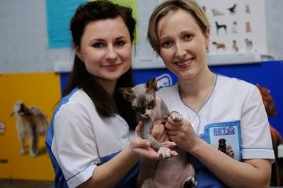 Вакцинация кошек и собак в Запорожье