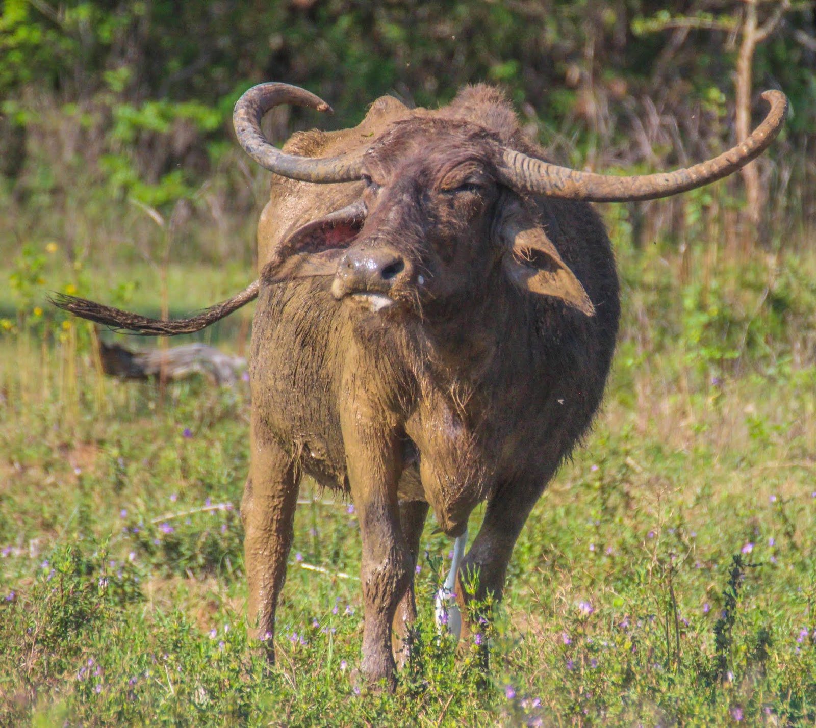 Cannundrums Wild Water Buffalo
