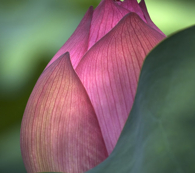 Galaxy S3 Wallpaper - Lotus Flower