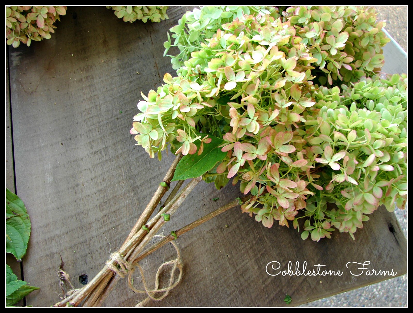 Cobblestone Farms Harvesting Hydrangeas....