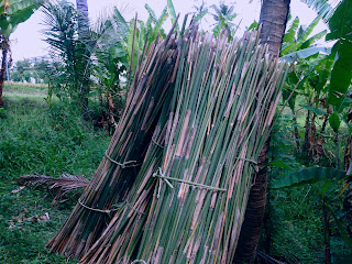 Cuts Of Bamboo Tree Trunks In The Plant Field