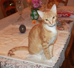 8/9/12 Cats, Kittens, ADOPT RESCUE FREE TRANSPORT from Hinesville, GA to Hammonton, NJ is available