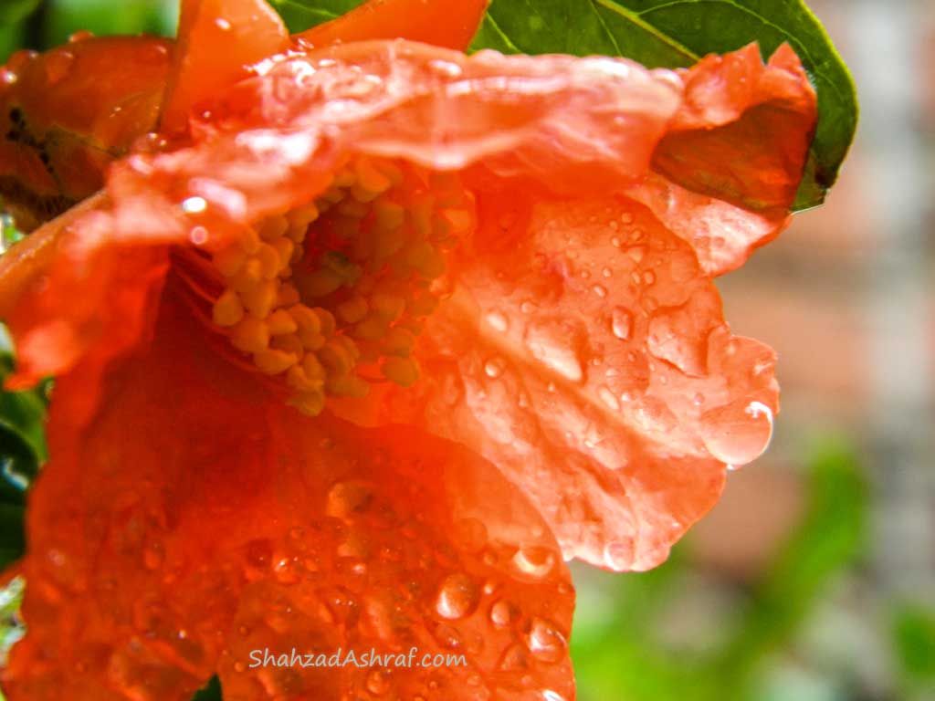 macro photography Water Droplets on a pomegranate flower after Rain