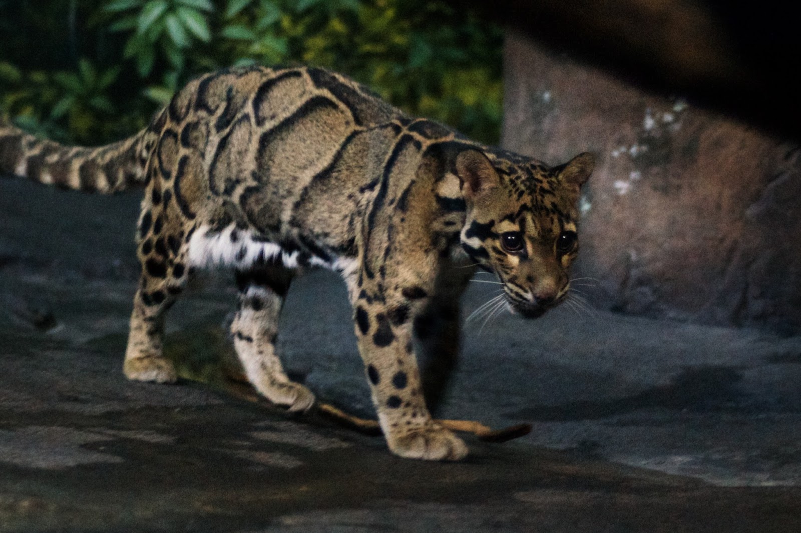 Rare Animal And Bird Found In Nepal: Clouded Leopard(Neofelis nebulosa)