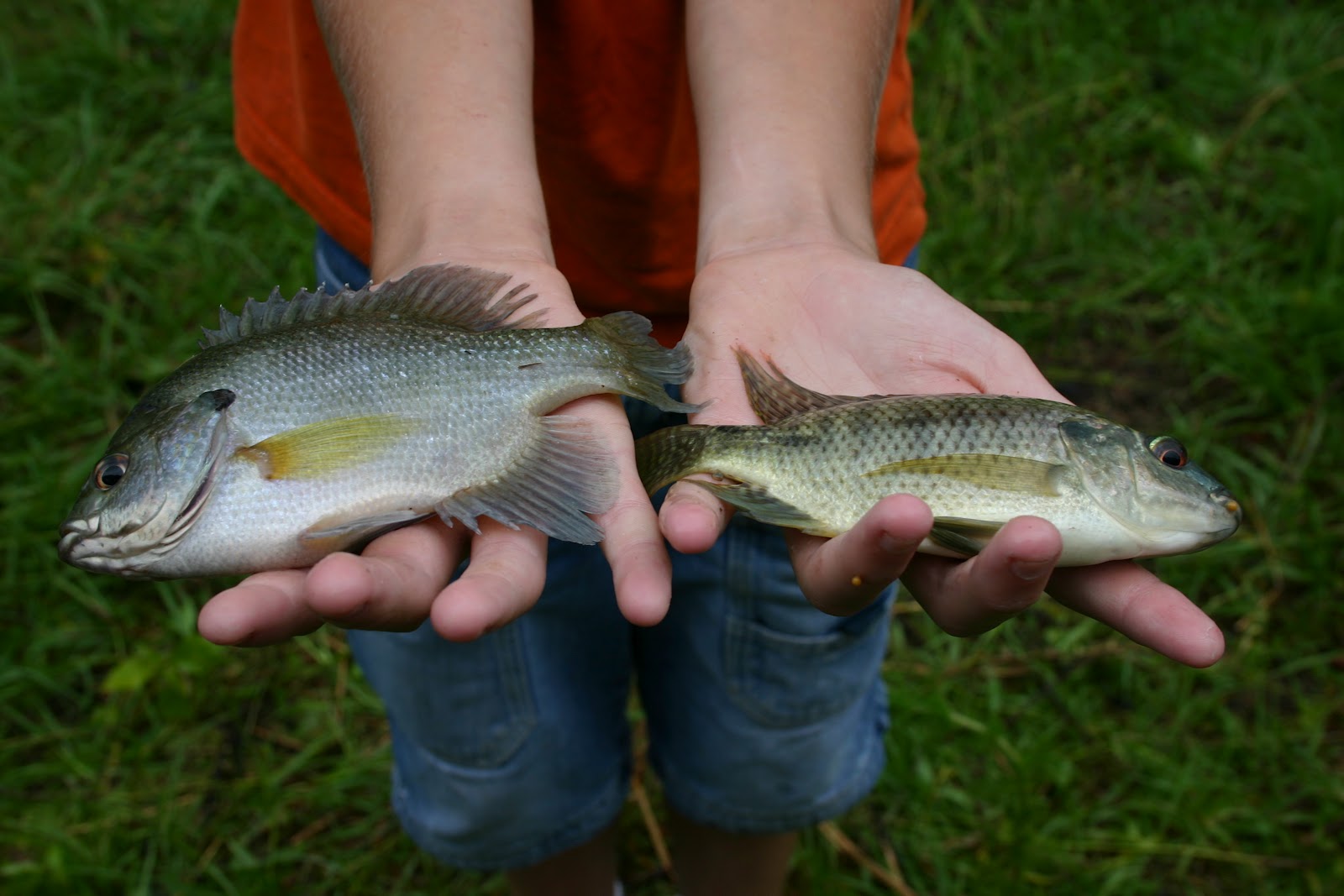 Homestead Life Bringing Tilapia Home