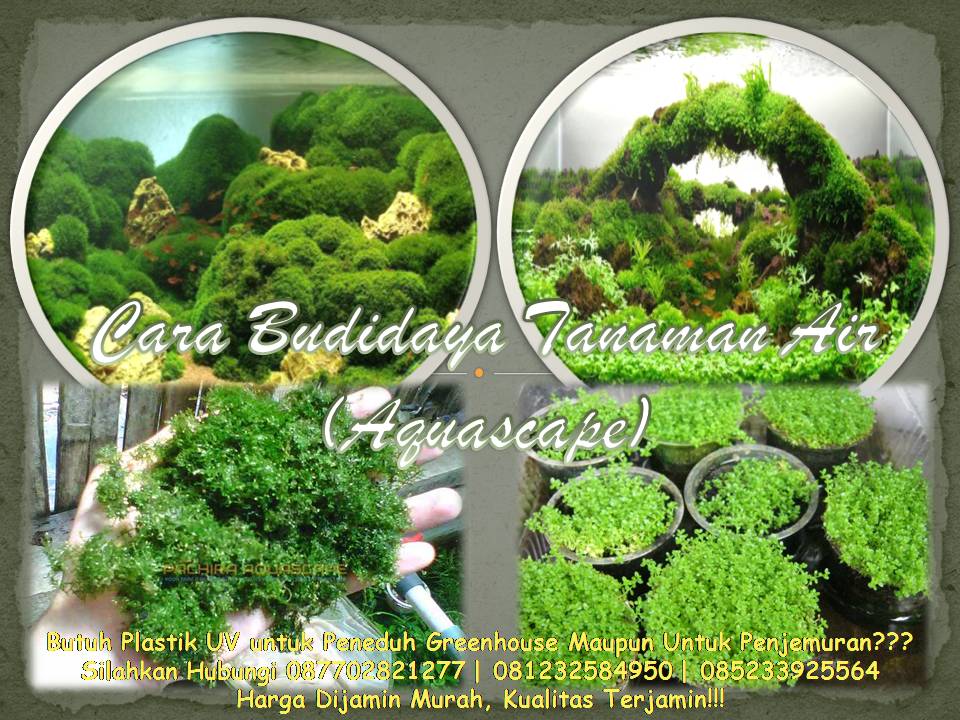 cara budidaya tanaman air aquascape secara baik benar cara budidaya tanaman air aquascape secara baik benar