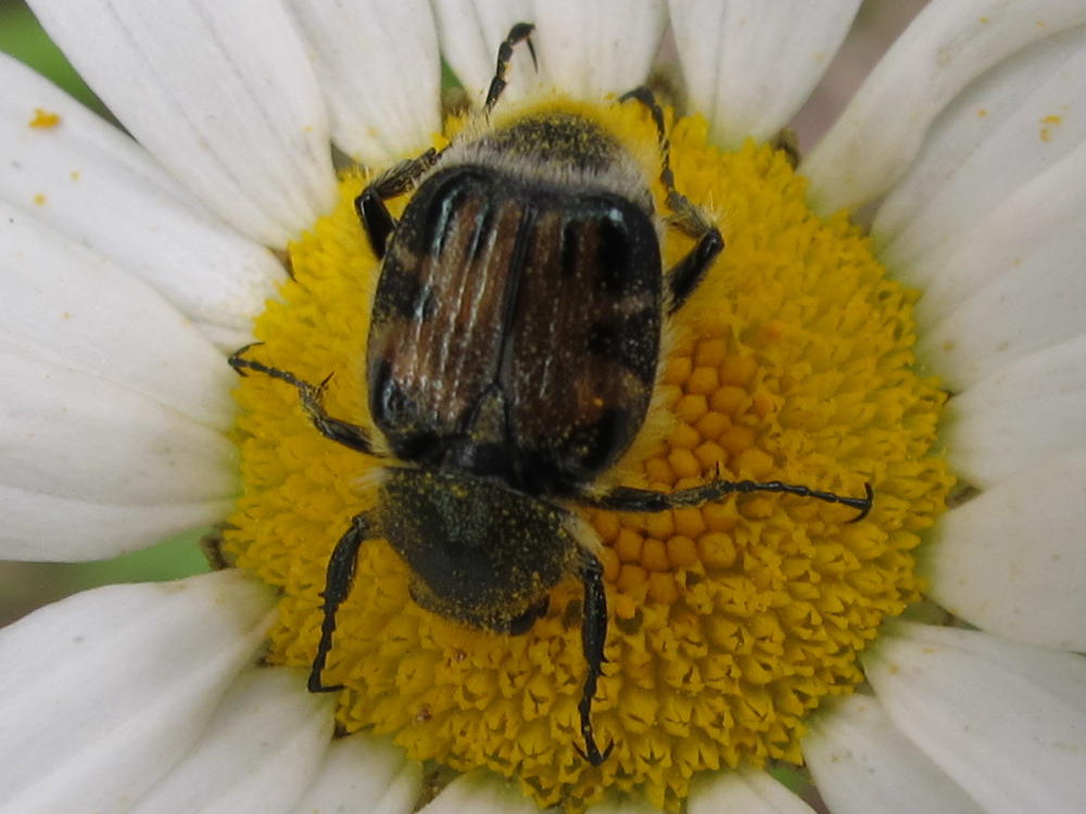 Blue Jay Barrens Hairy Flower Scarab Beetle