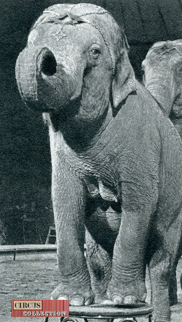 éléphant les pattes avant sur un tabouret