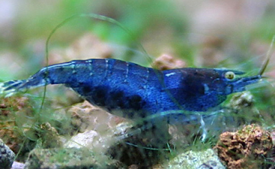 Blue Pearl Shrimp