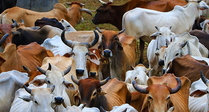 cow-in-gaushala