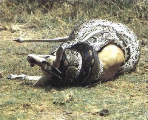 anaconda eats a deer