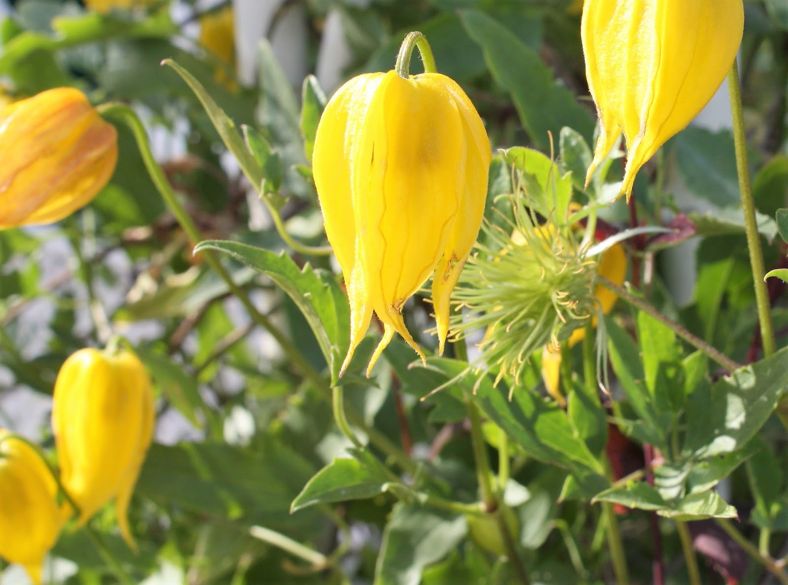 HOW TO GROW CLEMATIS TANGUTICA The Garden of Eaden
