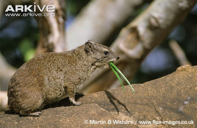 Bush Hyrax