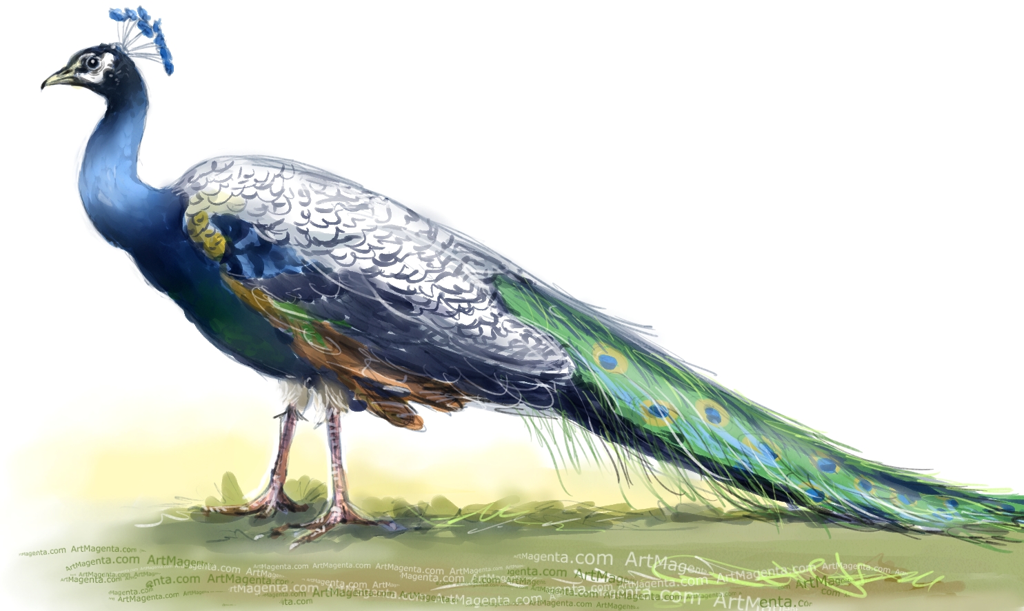 Indian Peafowl sketch painting. Bird art drawing by illustrator Artmagenta