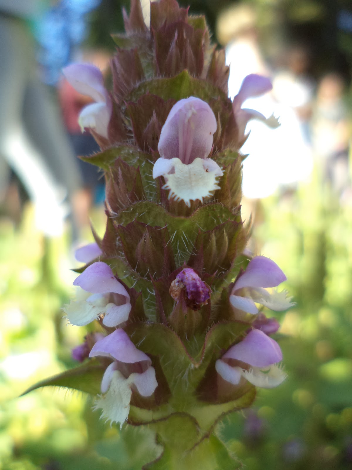 Virtue Birth Heart SelfHeal flower 自癒花花精