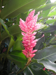 Pink ginger, La Ceiba, Honduras