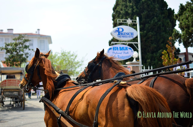 Caballos de las islas Príncipes Caballos de las islas Príncipes