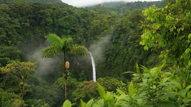 Montane_Rainforest.jpg
