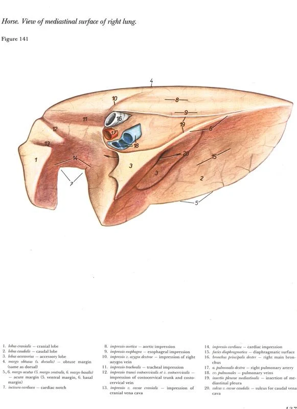 mediastinal-surface-right-lung-horse-equino-anatomia-veterinaria-anatomy-vetarq-popesko
