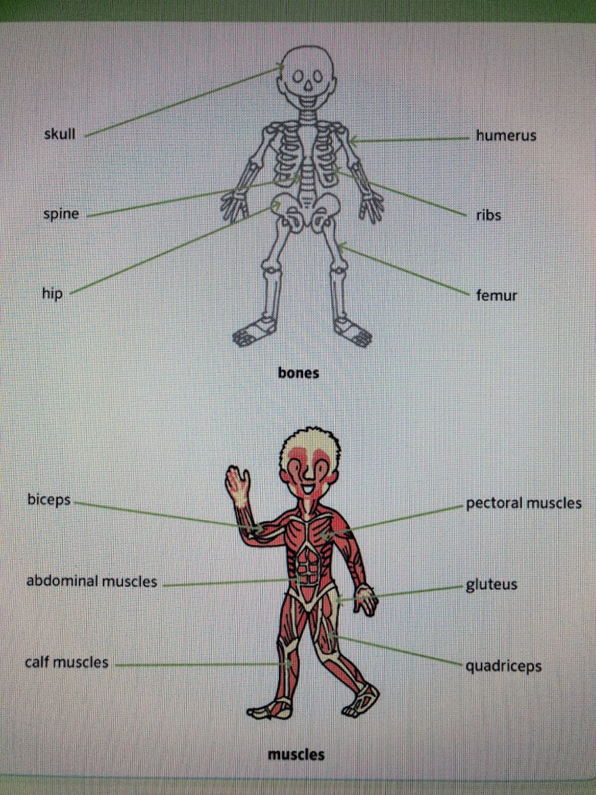 First graders Daoiz: Our bones and muscles
