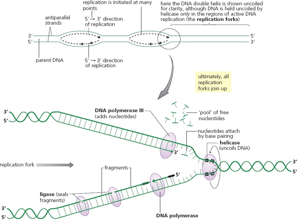 Grade 12 SEMESTER 2 Chapter 1 NUCLEIC ACIDS & PROTEIN SYNTHESIS