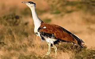 Great Indian Bustard as the Mascot for COP-13 on Migratory Species