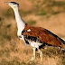 Great Indian Bustard as the Mascot for COP-13 on Migratory Species