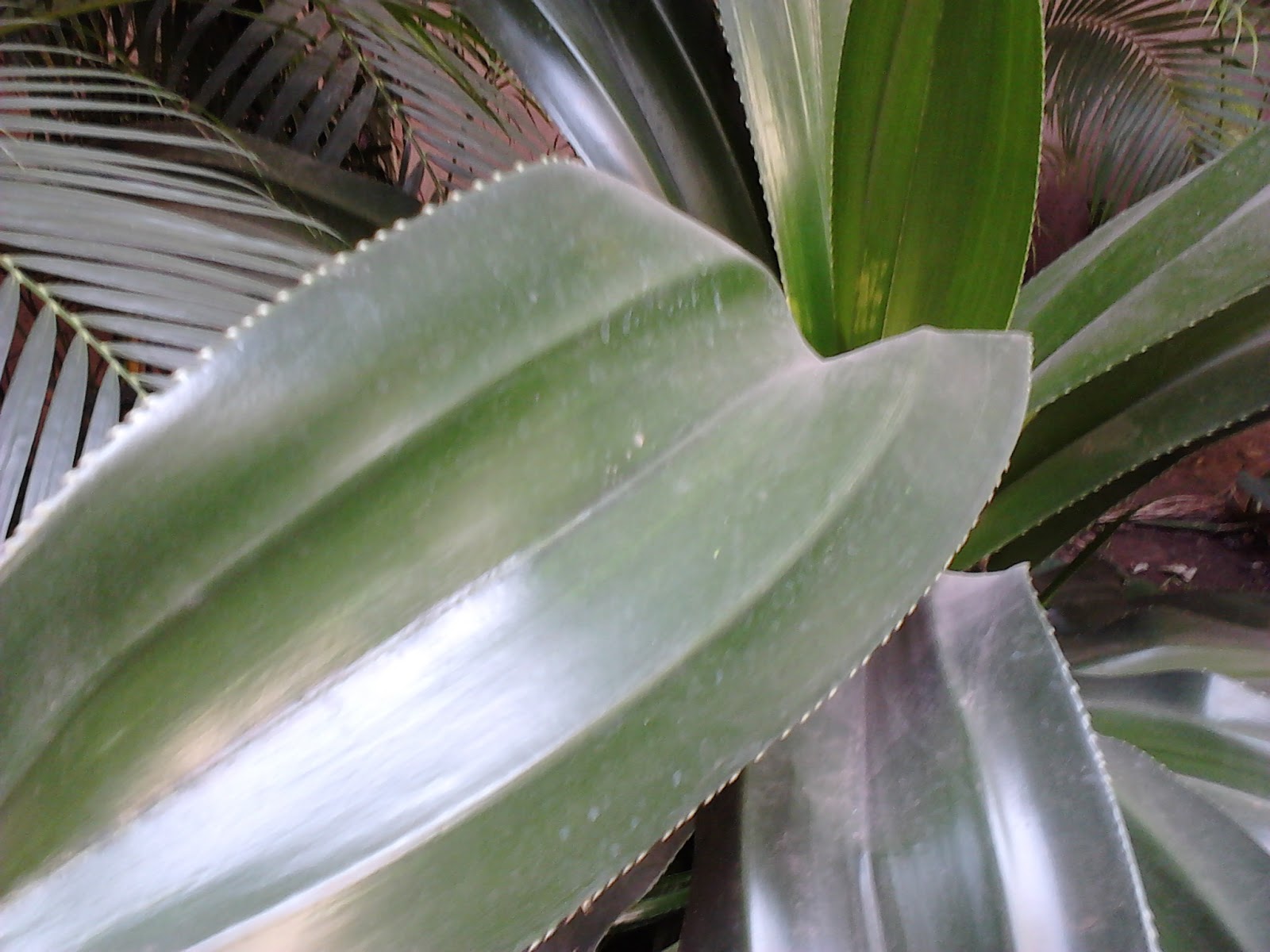 Garden Care Simplified Kevda Flowering Plant Information Required