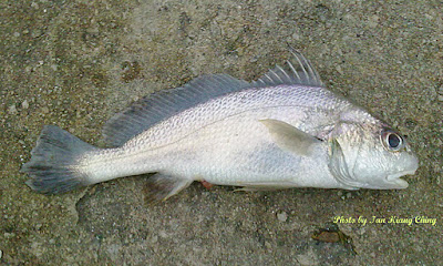 Belanger's Croaker