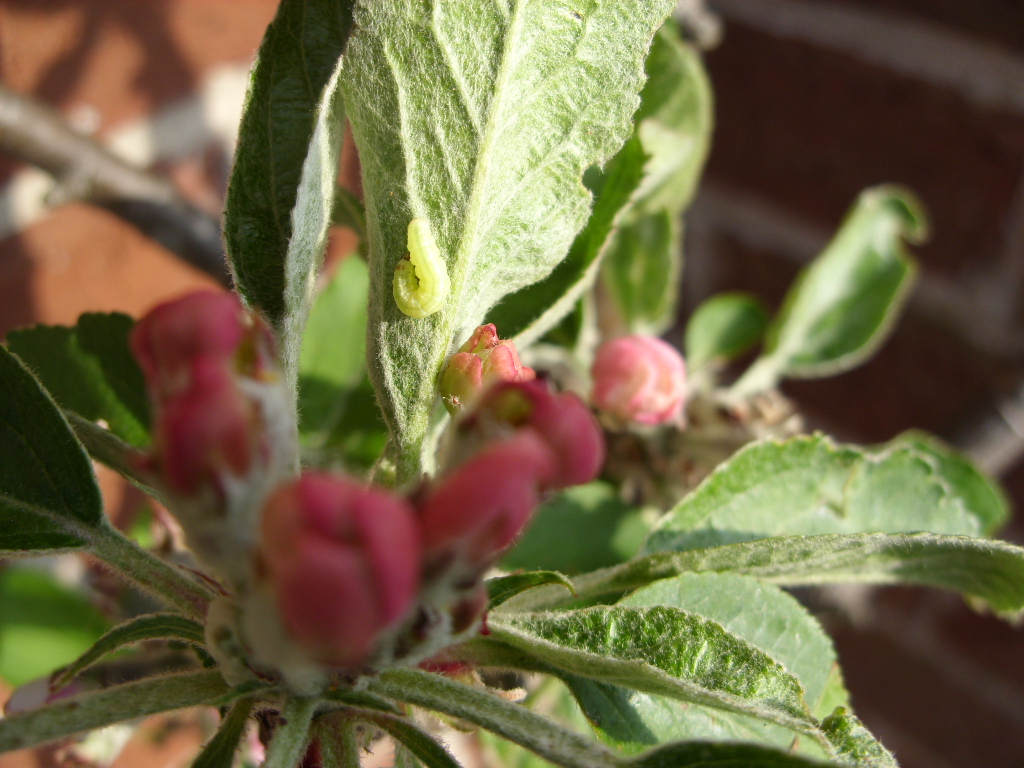 Kelli's Northern Ireland Garden Apple Tree Inspection