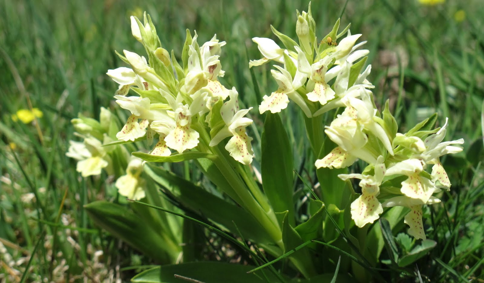 ORCHIDEES SAUVAGES SORTIE AU COL DE RICHEMOND