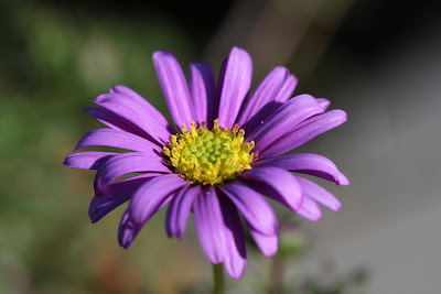 Brachyscome Flower