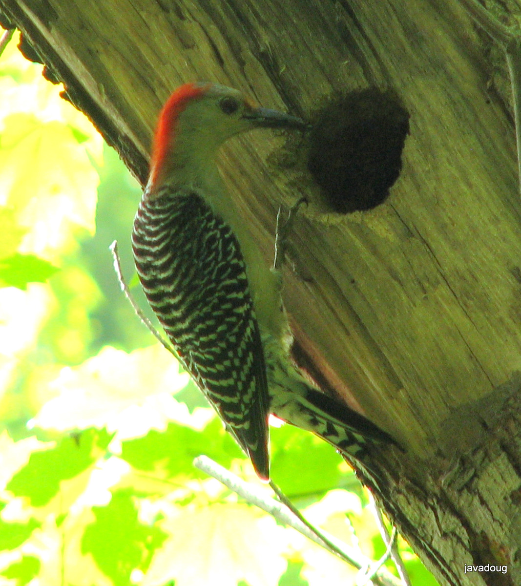 Friends of Harrison Hills: Red-bellied Woodpecker nest