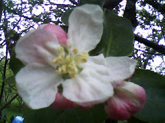 Floare de mar