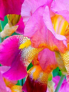 iris-con-petalos-de-diversos-colores