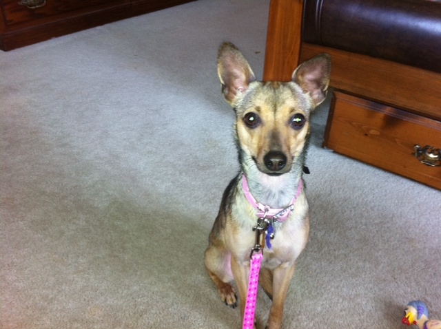 ONE DOG AT A TIME RESCUE: Missy - Italian Greyhound/Chihuahua mix