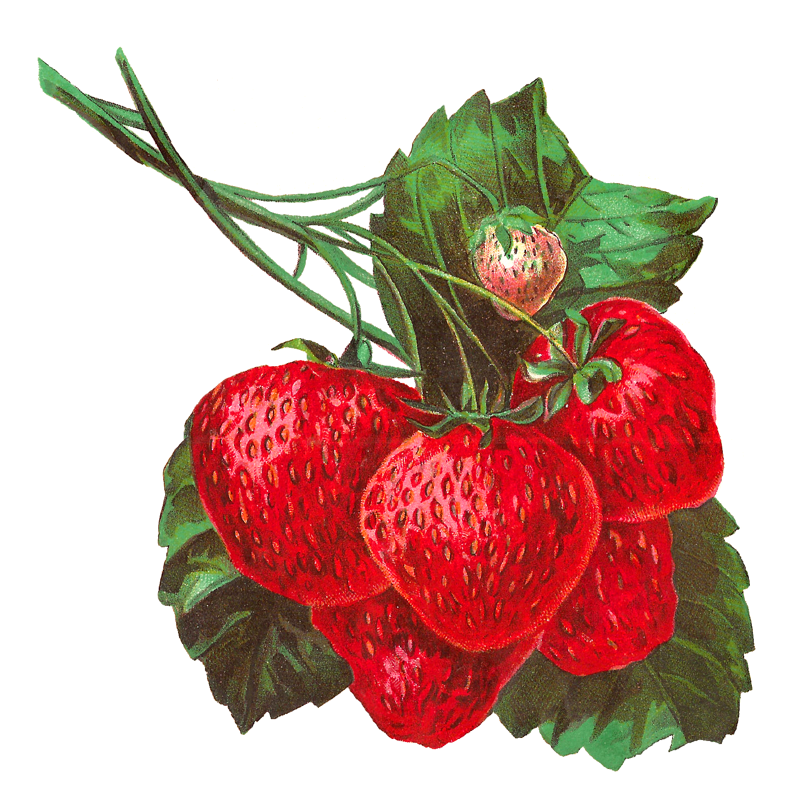 Antique Images Strawberry Stock Digital Image Fruit Clip Art Download