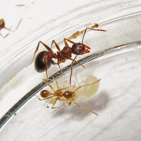 The median and minor workers of this rare Pheidole species with pupae (of minor and median workers)