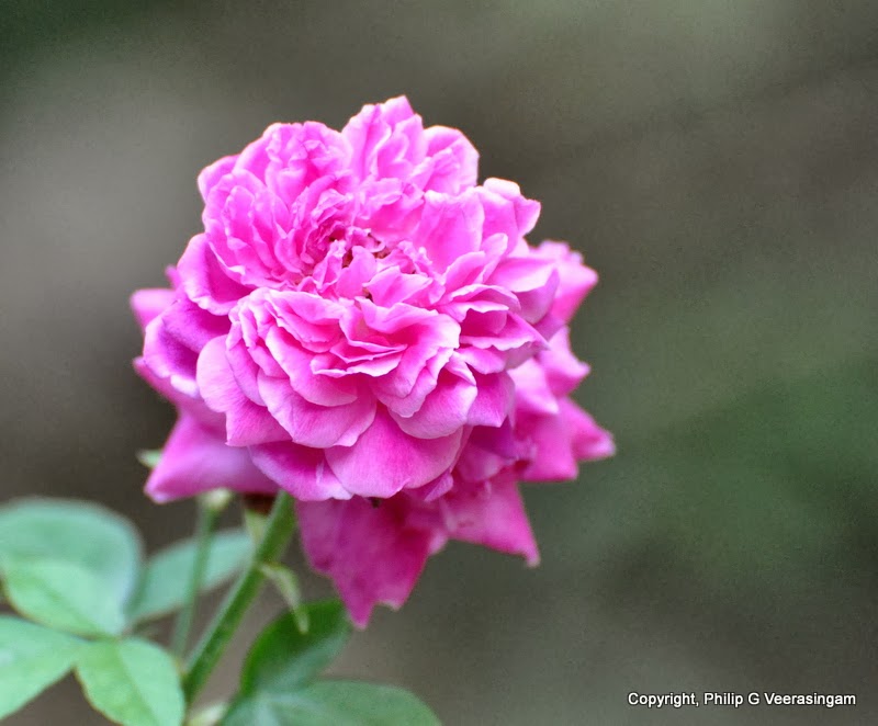 Images of Sri Lanka on Roses