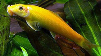 Ikan CAE (Chinesse Algae Eater) Gambar Ikan CAE (Chinesse Algae Eater)
