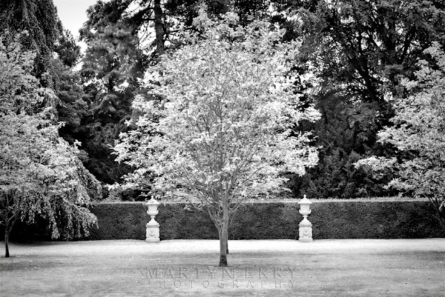 Anglesey Abbey tree in black and white by Martyn Ferry Photography