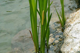 Энергия и магия лекарственных трав: где и как использовать, Энергетические магические и обережные свойства растений: где и как использовать, талисманы и обереги, народные поверья, как очистить дом с помощью растений, http://prazdnichnymir.ru/